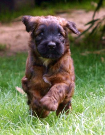 Les petits Vagabonds