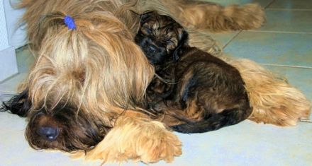 Les petits Vagabonds