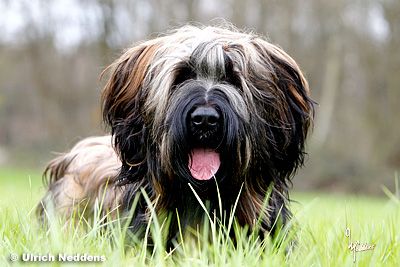 Les petits Vagabonds