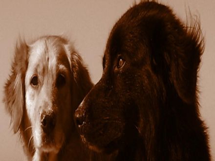 Naturalny WILK Hundeschule