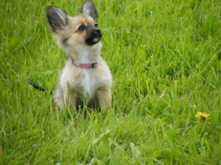 Naturalny WILK Hundeschule