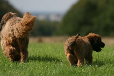 Hundeschule Sabines Hundesache