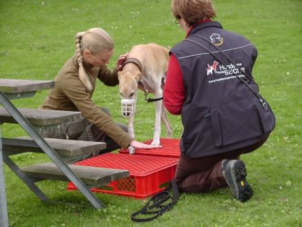 Hundeschule Sabines Hundesache