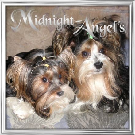 Midnight-Angel's