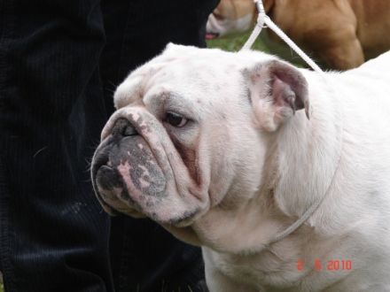 DRAGON WHITE Z Bezimiennego Zamku