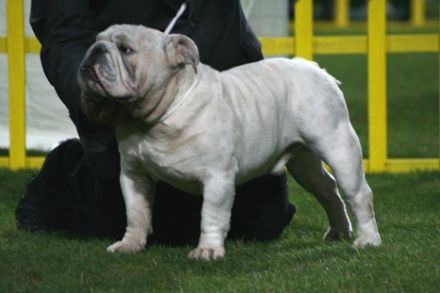 DRAGON WHITE Z Bezimiennego Zamku