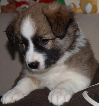 Lovely little Angel`s