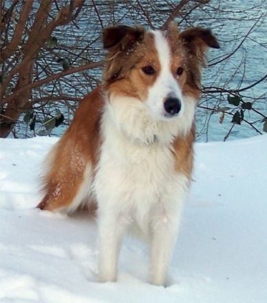 Lovely little Angel`s