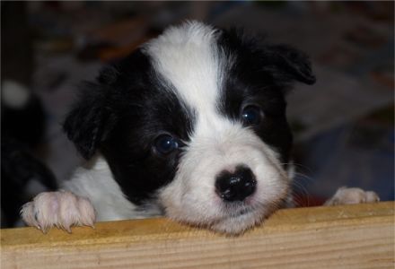 Lovely little Angel`s