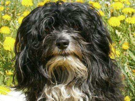 Schmusi 'Cayo' von den Flauschköpfen