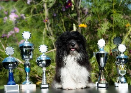 Schmusi 'Cayo' von den Flauschköpfen