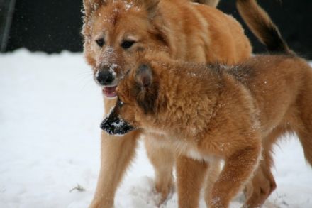 Alex Angrick (Ausbildung bei Martin Rütter)