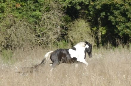 Praxis der Tiernaturhelkunde - Die Tierheilpraktikerinnen