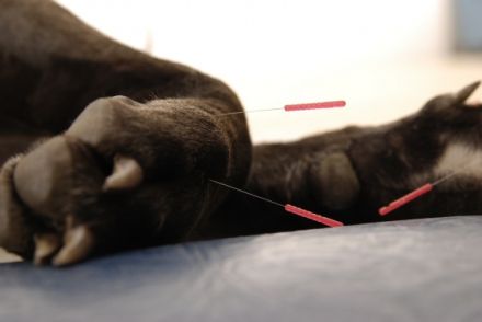 Praxis der Tiernaturhelkunde - Die Tierheilpraktikerinnen