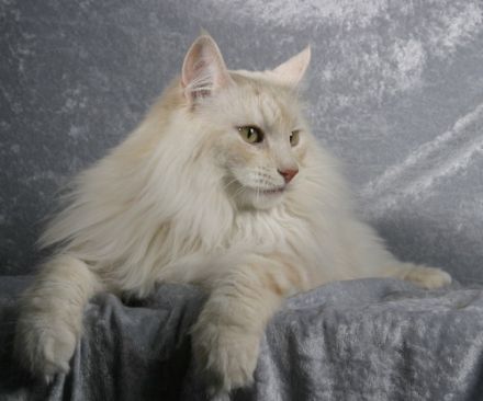 von Fahrenhorster Wald