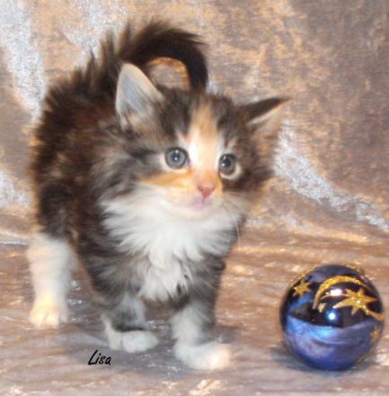 von Fahrenhorster Wald