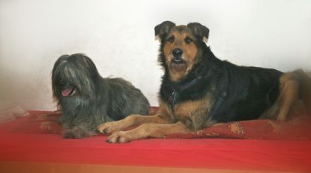 Tierpension Eindachhof