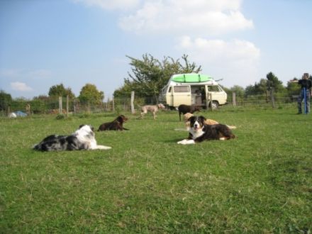 mobile-hundeschule-erftstadt