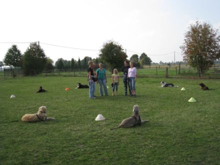 mobile-hundeschule-erftstadt