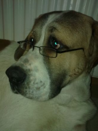 Wild Dogs-Hundetrainingszentrum Thüringen