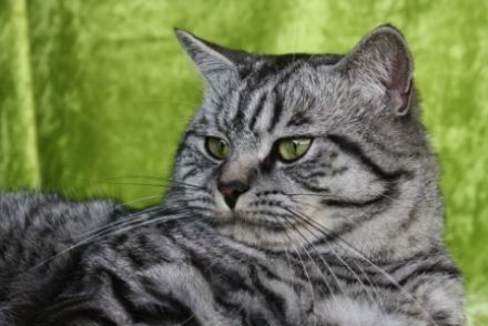 of Duke Mystic Falls