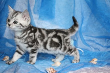 of Duke Mystic Falls