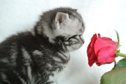 of Duke Mystic Falls