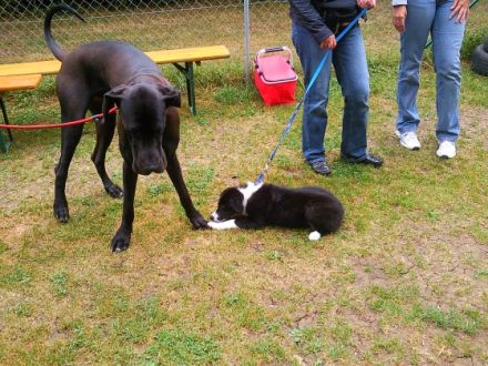 Magic Friends Vilshofen