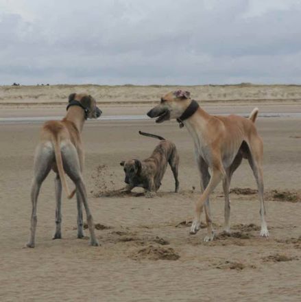 Kleintierpraxis Gesine Knopf