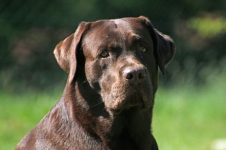 Jalapeno my sunshine from Dragon Valley "Eyck"