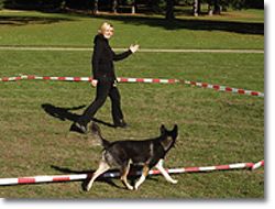 Hundeschule Heinrichsen