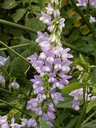 Mobile Tierheilpraktikerin Carolin Schunk