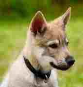 Hundeschule Happy-Dogfriends