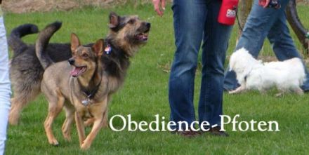 Obedience-Pfoten