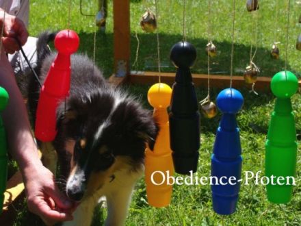 Obedience-Pfoten