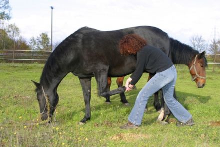 Pferdeosteopathie Susanne Wünstel