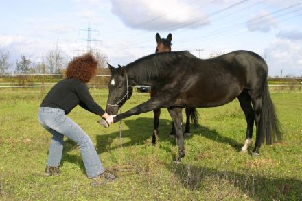 Pferdeosteopathie Susanne Wünstel