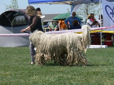 HGrCh HSCH HCH RoCh Canicum Pásztor Duhaj