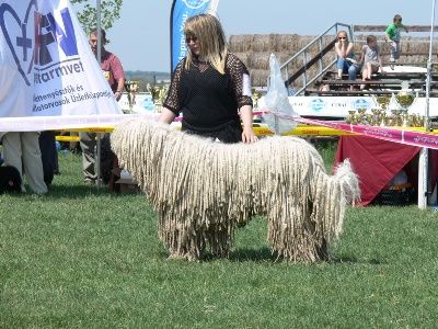 HGrCh HSCH HCH RoCh Canicum Pásztor Duhaj