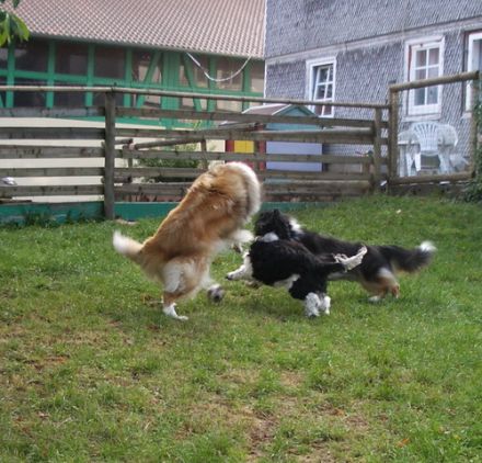 Hundepension Weihersmühle