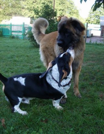 Hundepension Weihersmühle