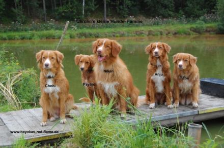 Hundepension: Carolin's kleine Hunde- Ranch