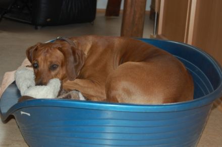 Hundepension: Carolin's kleine Hunde- Ranch