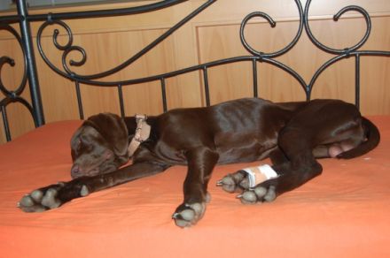 Hundepension: Carolin's kleine Hunde- Ranch