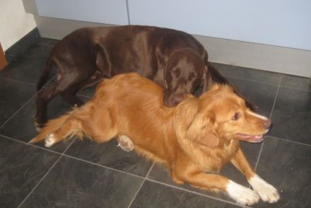 Hundepension: Carolin's kleine Hunde- Ranch