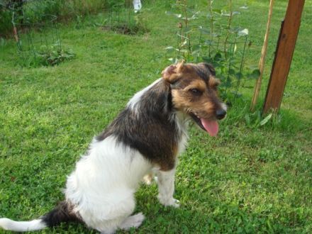 IGNAZ VOM HASSLACHTAL