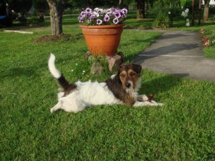 IGNAZ VOM HASSLACHTAL