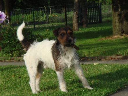 IGNAZ VOM HASSLACHTAL