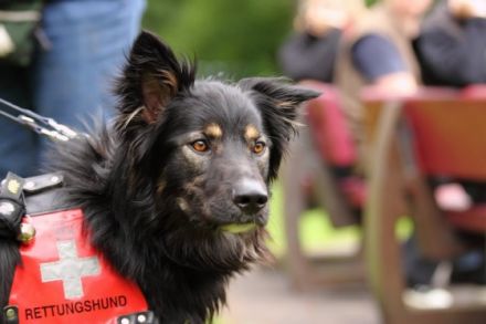 BRH Rettungshundestaffel Sachsen Nord e.V.  mit Sitz in Leipzig