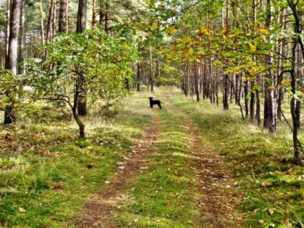 Pension & Ferienwohnung am Rosengarten